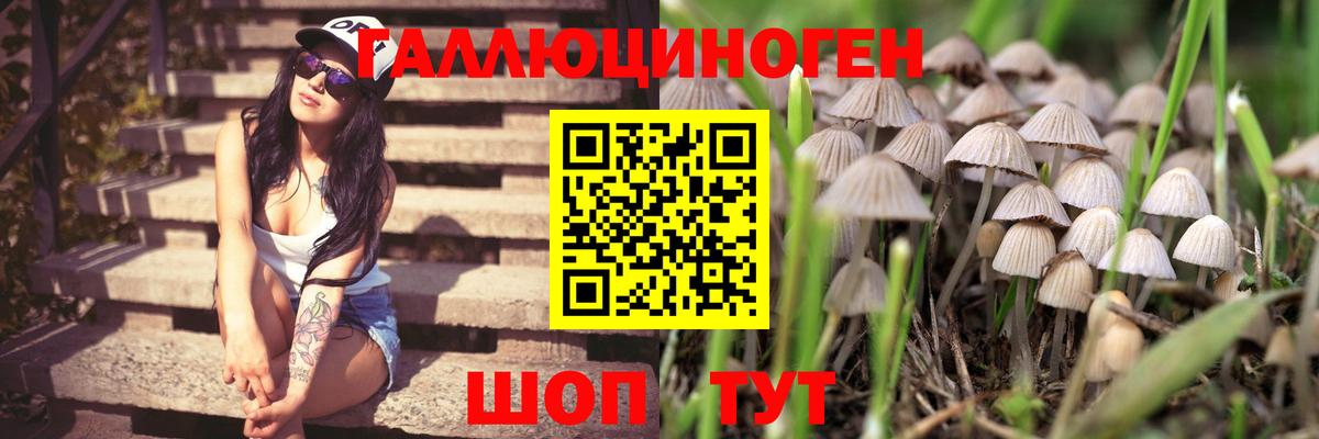 Канаш  Псилоцибиновые грибы прущие грибы  Вход с VPN 